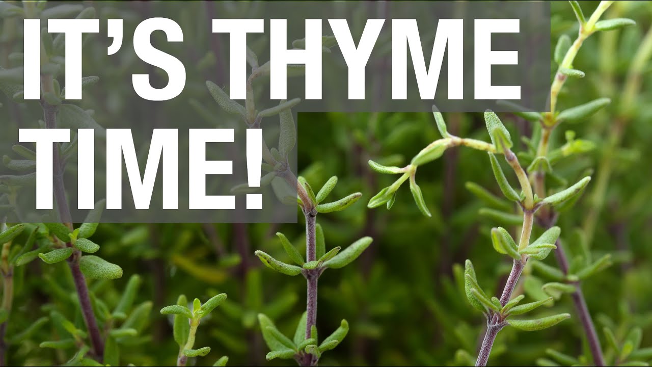 Thyme Time